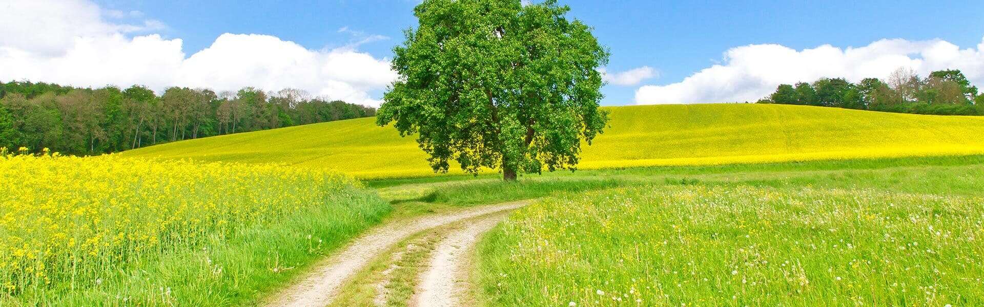 wiese mit baum unter blauem himmel